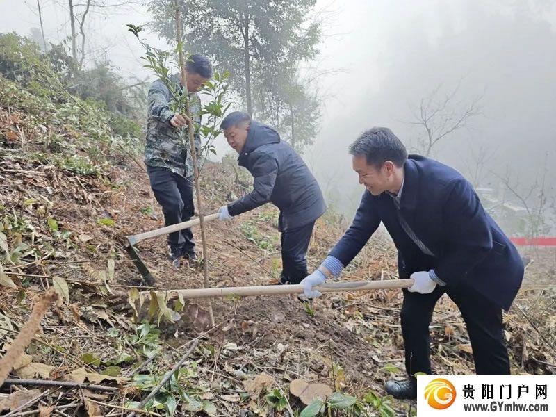 “植”此青绿 不负青山 贵州各地开展义务植树活动(图6)