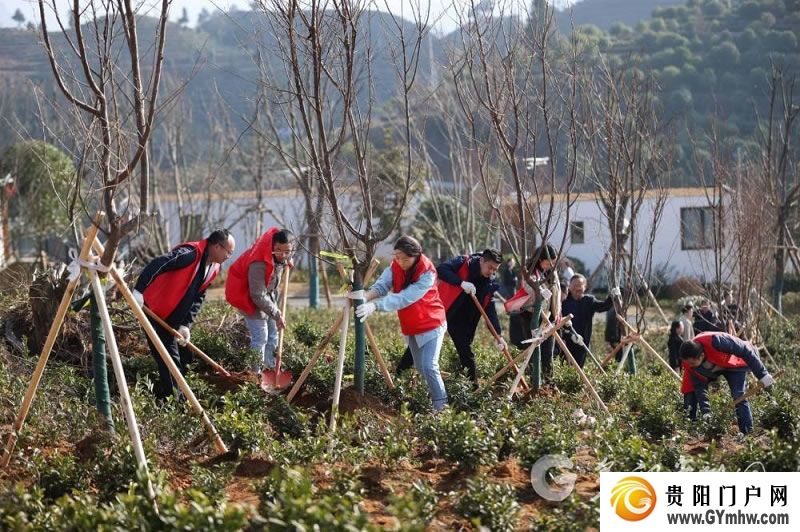 “植”此青绿 不负青山 贵州各地开展义务植树活动(图7)
