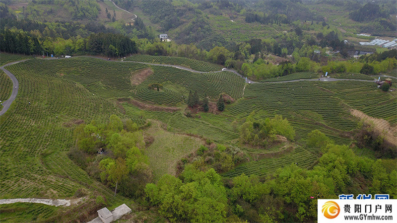 贵阳：美景茶香引客来(图2)
