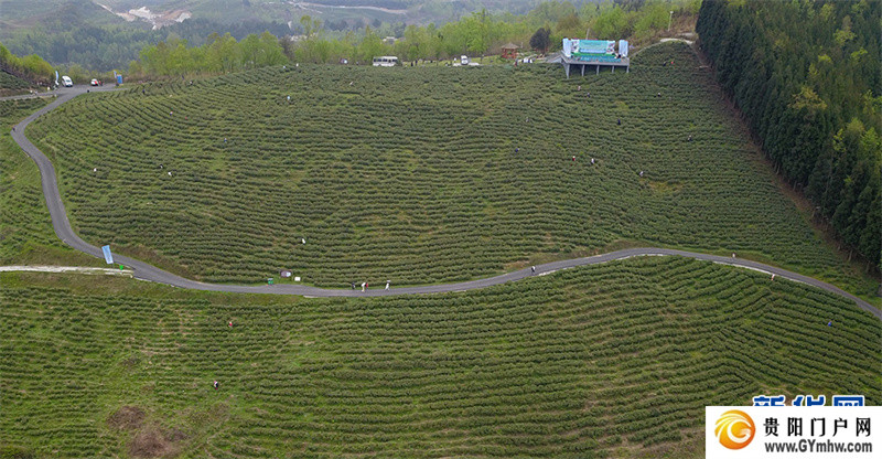 贵阳：美景茶香引客来(图3)