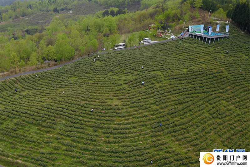 贵阳：美景茶香引客来(图4)
