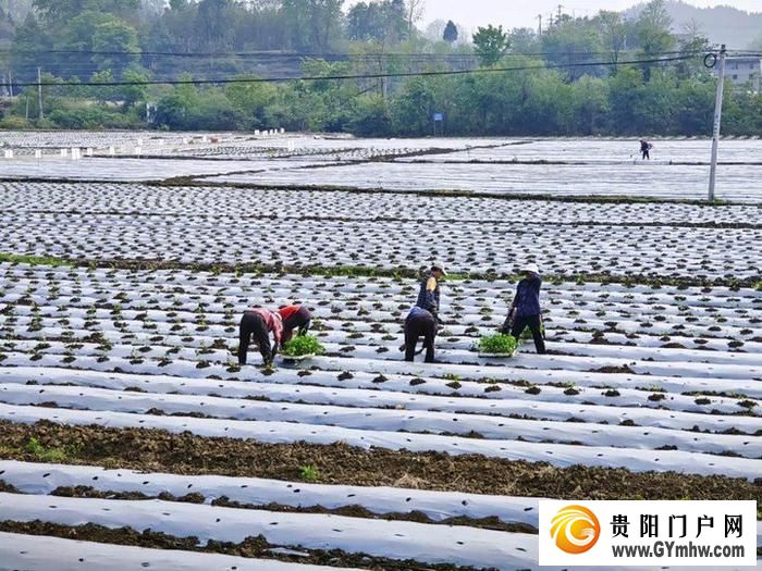 遵义新蒲：打造乡村产业新“椒”点(图4)