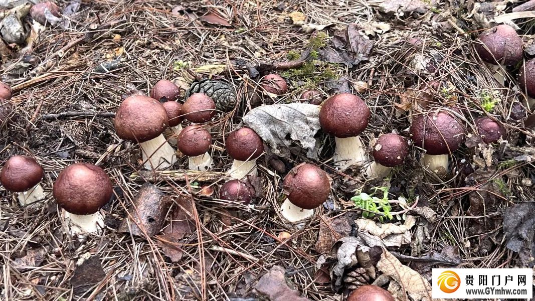 贵阳贵安：让生态优势变“富民资本”(图1)