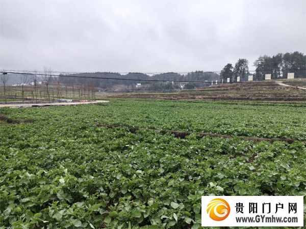 碧江：农技服务进田间 油菜管护促丰收(图3)