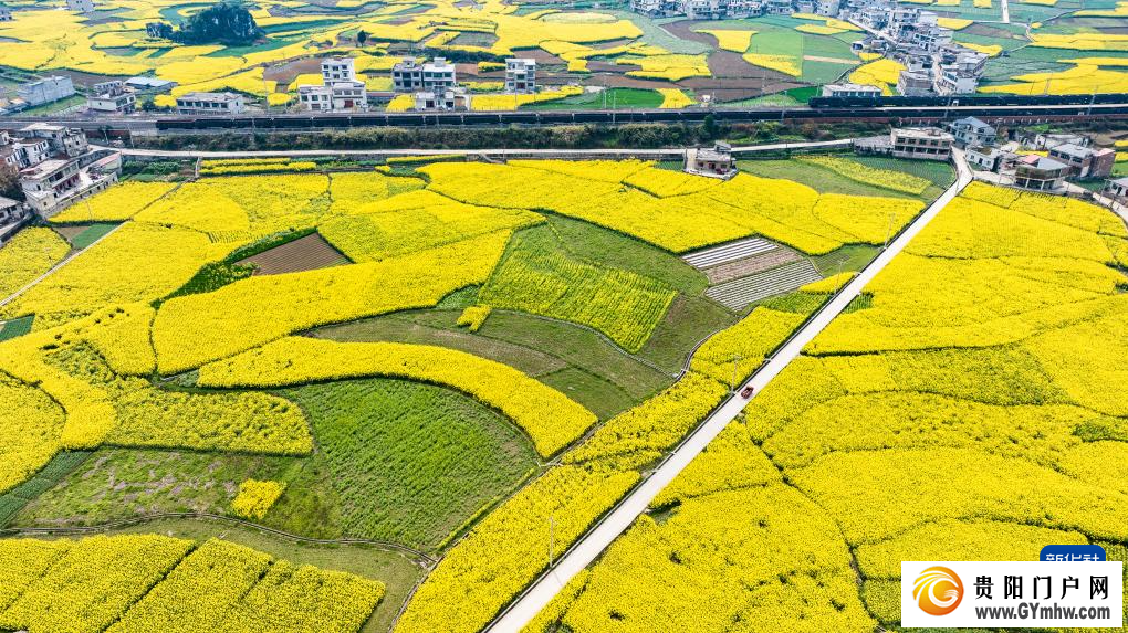 贵州：油菜花海绽春光(图3)