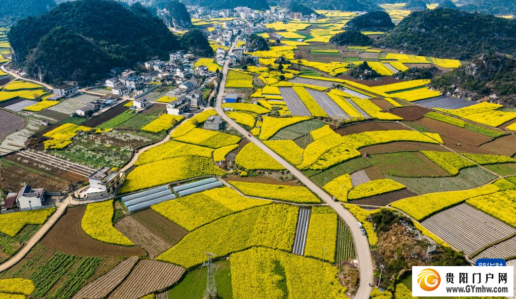 贵州：油菜花海绽春光(图4)