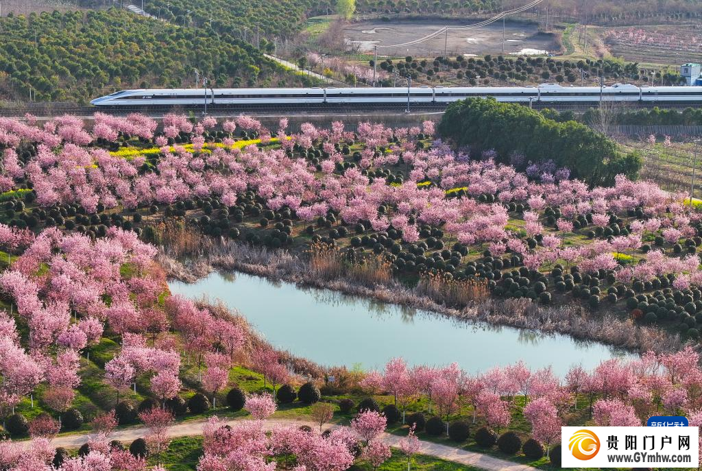 从“剧效应”到“花经济” 春日文旅消费市场活力满满(图7)