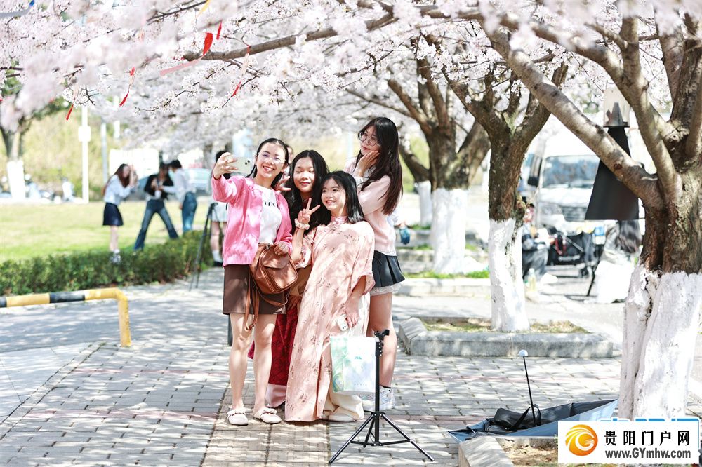 贵州大学校园满屏青春“樱花”而来(图4)