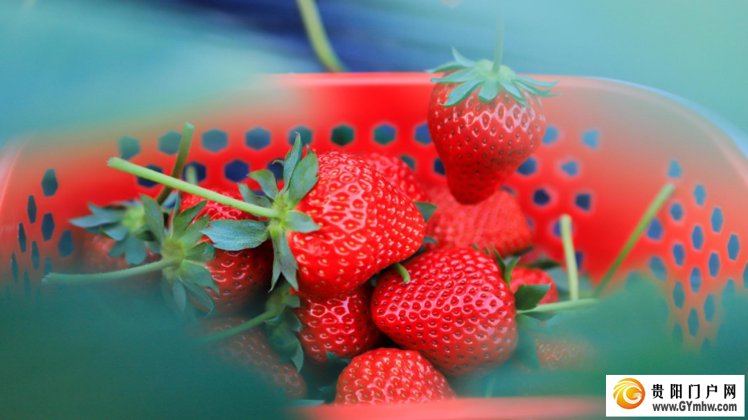 花溪《草莓园区建设规范》地方标准正式实施(图1)