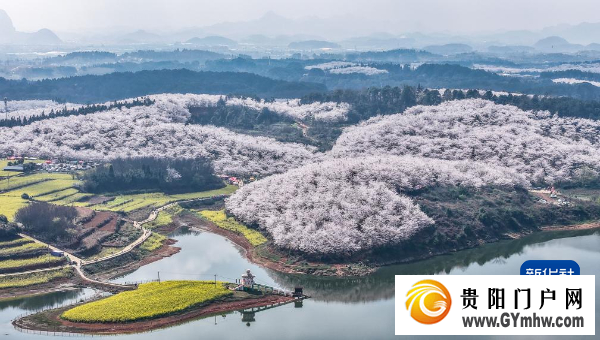 贵州“樱花海”又一次美到海外(图1) 贵州“樱花海”又一次美到海外(图1)