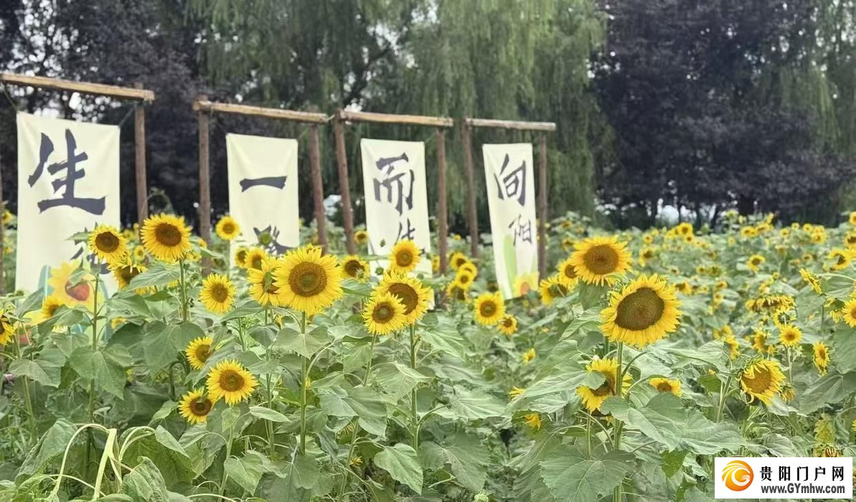 避暑之都点亮避暑经济丨趁现在，“花”点时间来贵阳贵安！(图2)
